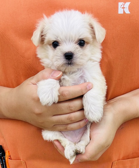 神奈川県のハーフ犬・ミックス犬 (かねだい伊勢原店/2025年5月26日生まれ/女の子/クリーム)の子犬