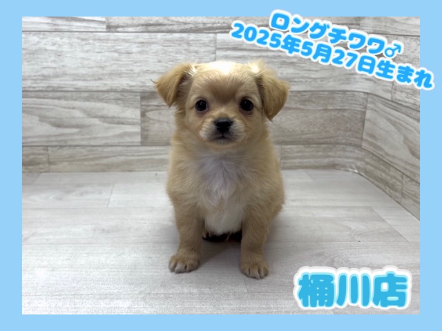 埼玉県のチワワ(ロング) (かねだい桶川店/2025年5月27日生まれ/男の子/クリームホワイト)の子犬の1枚目の画像