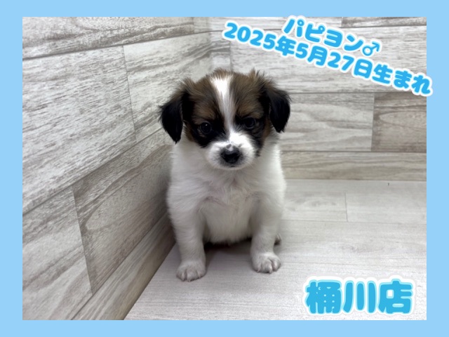 埼玉県のパピヨン (かねだい桶川店/2025年5月27日生まれ/男の子/ホワイトブラウン)の子犬の1枚目の画像
