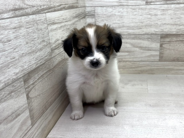 埼玉県のパピヨン (かねだい桶川店/2025年5月27日生まれ/男の子/ホワイトブラウン)の子犬の2枚目の画像