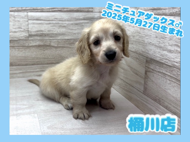 埼玉県のミニチュアダックスフンド(ロング) (かねだい桶川店/2025年5月27日生まれ/男の子/イエロー)の子犬の1枚目の画像