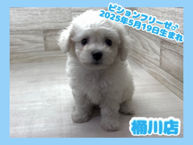 埼玉県のビションフリーゼ (かねだい桶川店/2025年5月19日生まれ/男の子/ホワイト)の子犬の1枚目の画像