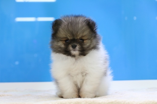 埼玉県のポメラニアン (かねだい草加店/2025年5月23日生まれ/男の子/パーティーカラー)の子犬の1枚目の画像