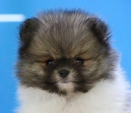 埼玉県のポメラニアン (かねだい草加店/2025年5月23日生まれ/男の子/パーティーカラー)の子犬の2枚目の画像