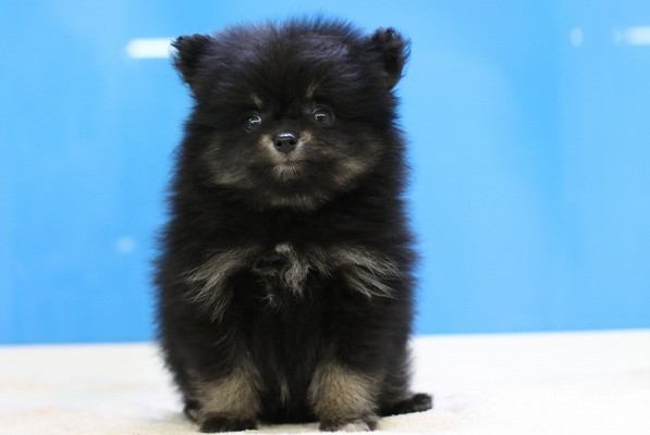 埼玉県のポメラニアン (かねだい草加店/2025年5月24日生まれ/男の子/ブラックタン)の子犬の1枚目の画像