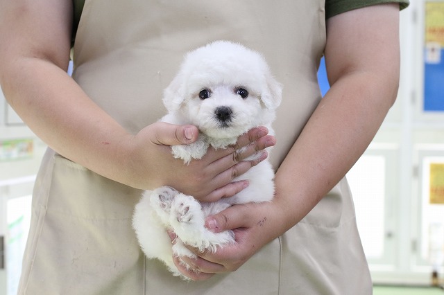 埼玉県のビションフリーゼ (かねだい草加店/2025年5月27日生まれ/女の子/ホワイト)の子犬の1枚目の画像