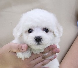 埼玉県のビションフリーゼ (かねだい草加店/2025年5月27日生まれ/女の子/ホワイト)の子犬の2枚目の画像