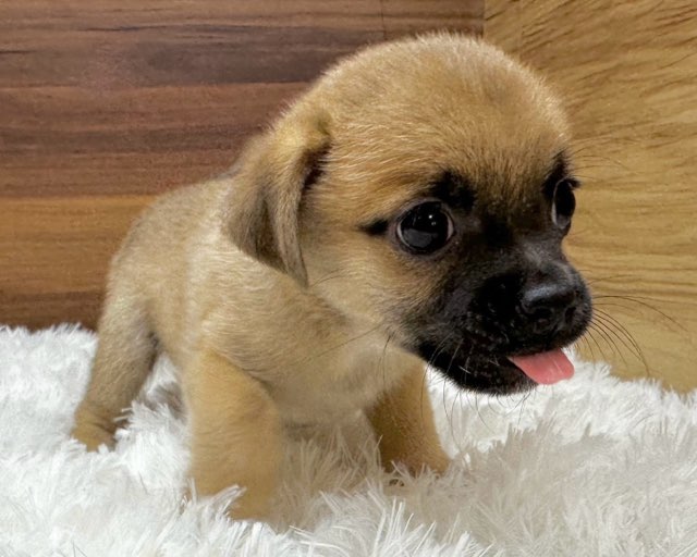 群馬県のハーフ犬・ミックス犬 (かねだいペットトライアル桐生/2025年5月18日生まれ/男の子/レッド)の子犬の1枚目の画像