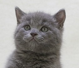 埼玉県のブリティッシュショートヘアー (かねだい草加店/2025年5月28日生まれ/男の子/ブルー)の子猫の2枚目の画像