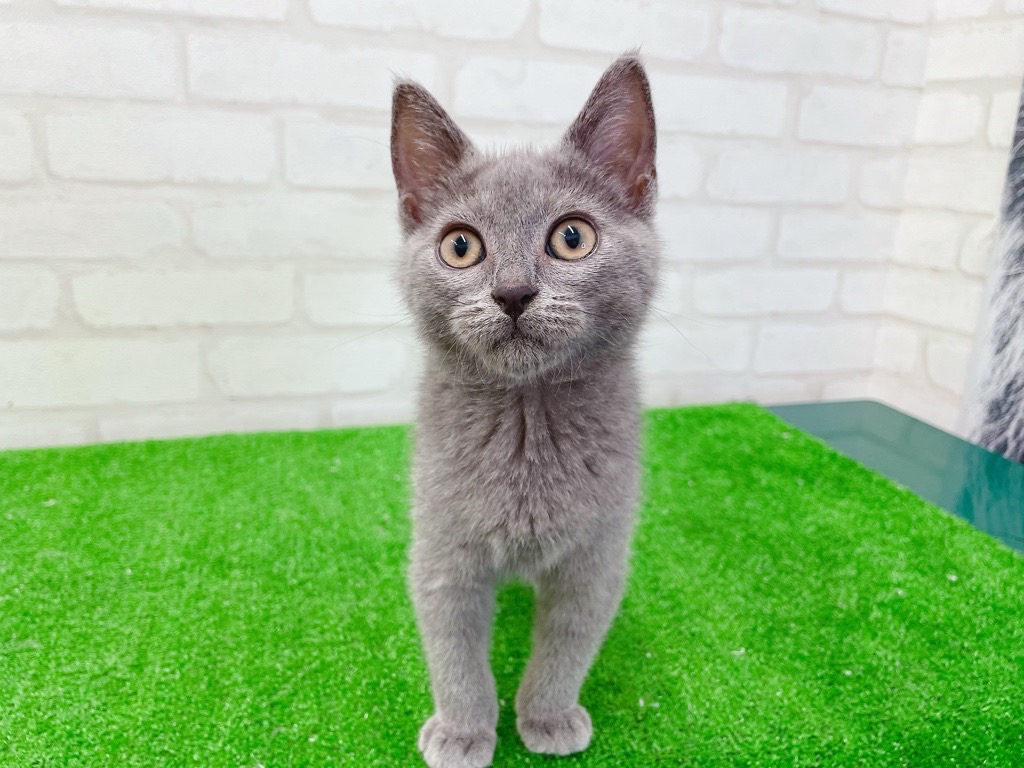 東京都のシャルトリュー (かねだい立川店/2025年4月29日生まれ/男の子/ブルー)の子猫の1枚目の画像