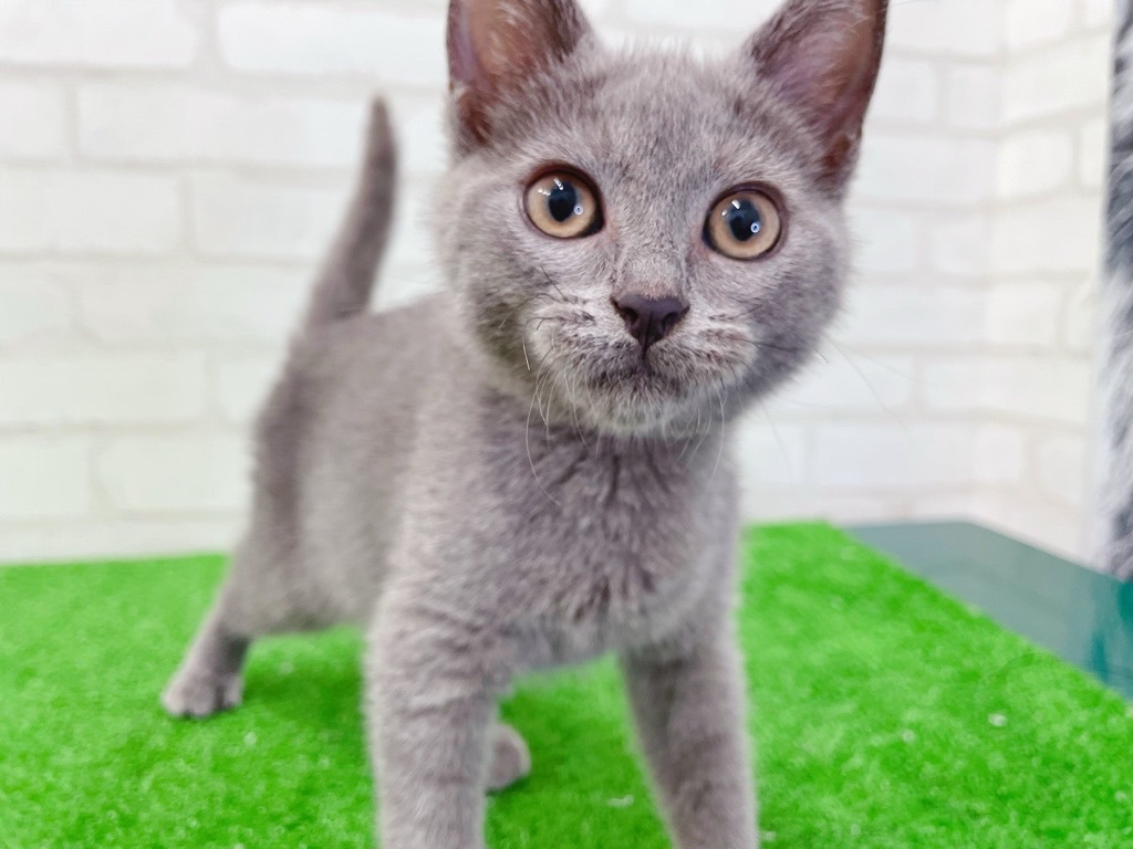 東京都のシャルトリュー (かねだい立川店/2025年4月29日生まれ/男の子/ブルー)の子猫の2枚目の画像