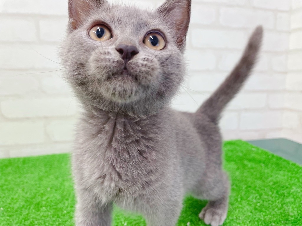 東京都のシャルトリュー (かねだい立川店/2025年4月29日生まれ/男の子/ブルー)の子猫の4枚目の画像