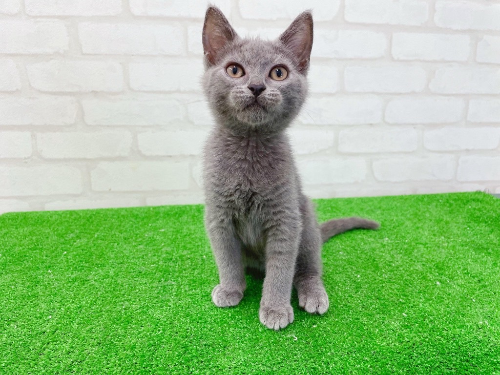 東京都のシャルトリュー (かねだい立川店/2025年4月29日生まれ/男の子/ブルー)の子猫の3枚目の画像