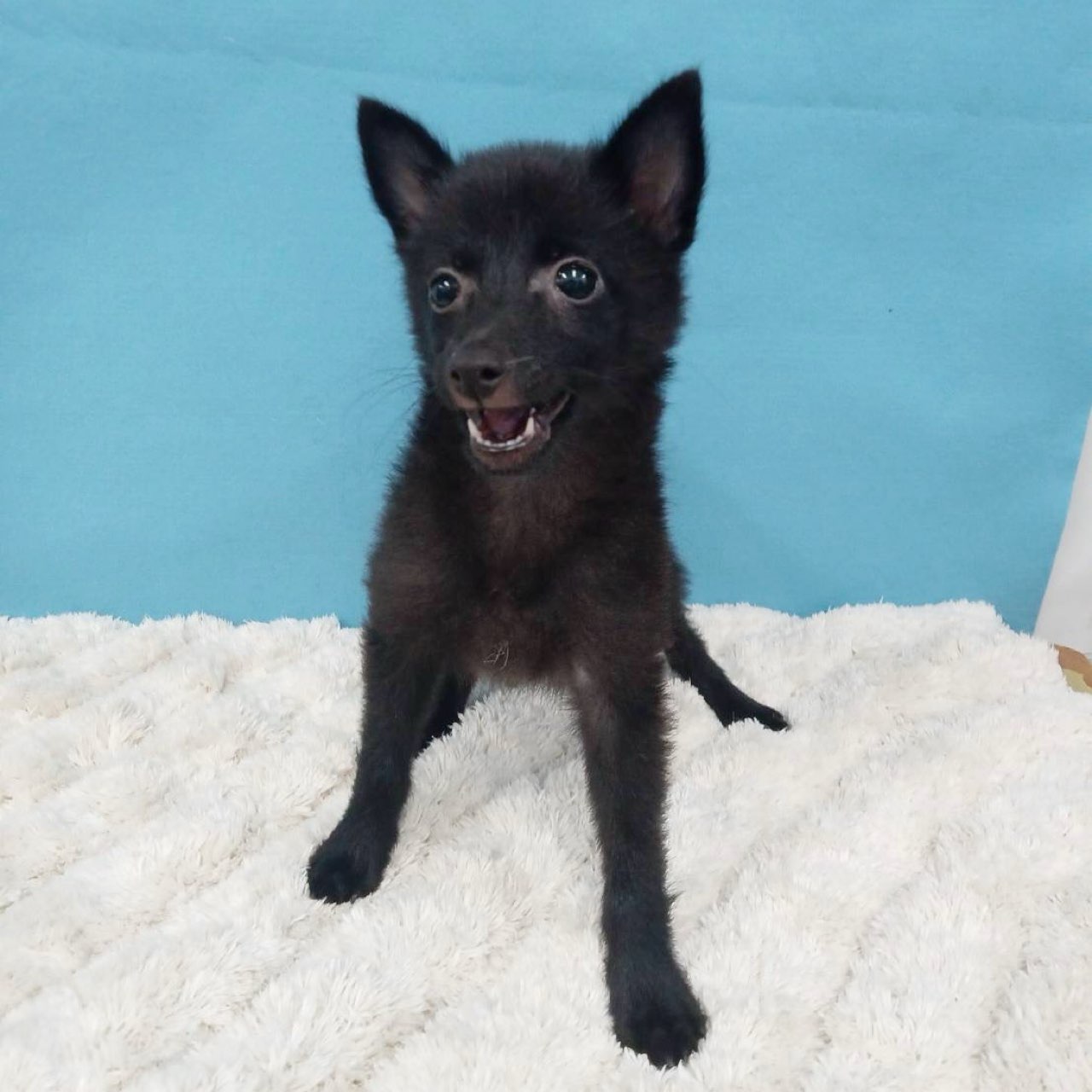 千葉県のハーフ犬・ミックス犬 (かねだい四街道店/2025年4月15日生まれ/女の子/ブラック)の子犬の2枚目の画像