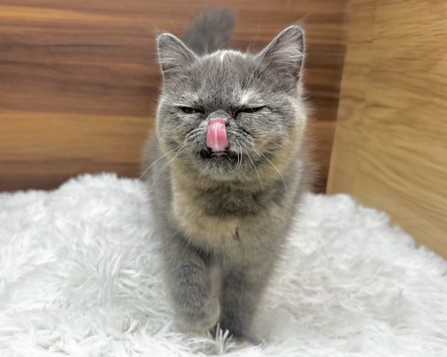 猫の顔型ベイキングカップ 8穴 Amazon.co.jp: マグカップ 330ml マグ コーヒーカップ 猫の顔