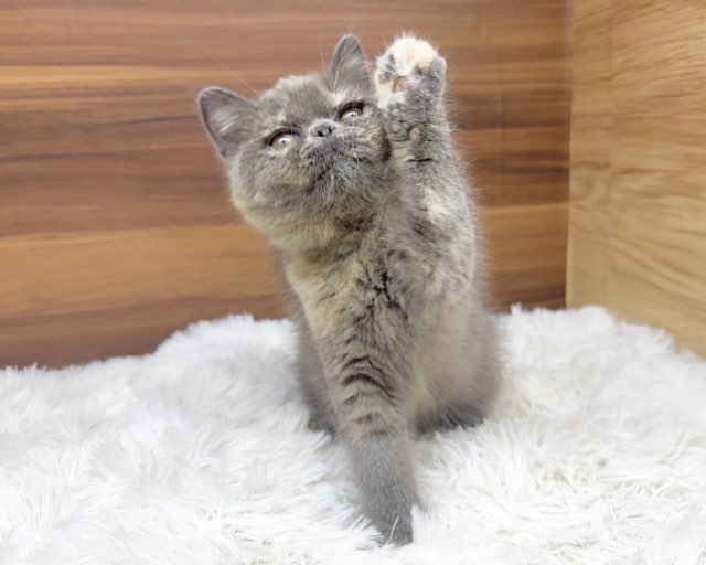 猫の顔型ベイキングカップ 8穴 楽天市場】【マラソン10%OFF】RAKU 猫 爪とぎ つめとぎ 爪研ぎ