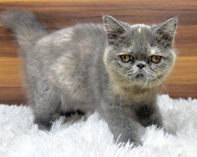 猫の顔型ベイキングカップ 8穴 楽天市場】【マラソン10%OFF】RAKU 猫 爪とぎ つめとぎ 爪研ぎ