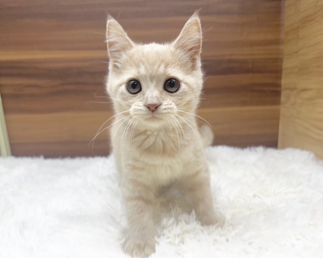 群馬県のマンチカン (かねだいペットトライアル桐生/2025年5月17日生まれ/男の子/クリームタビー)の子猫