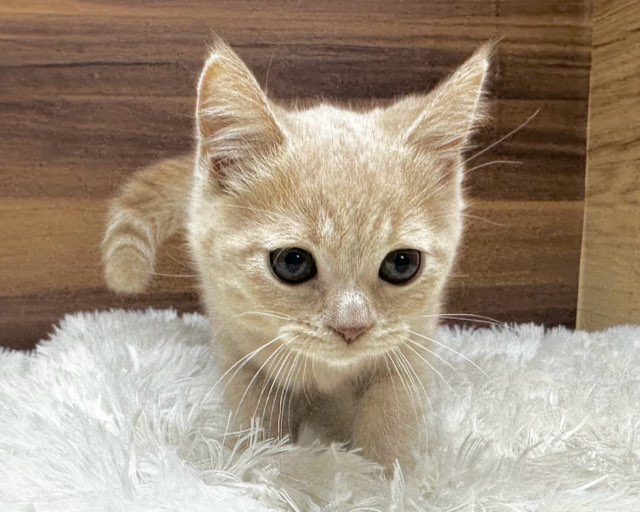 群馬県のマンチカン (かねだいペットトライアル桐生/2025年5月17日生まれ/男の子/クリームタビー)の子猫の3枚目の画像