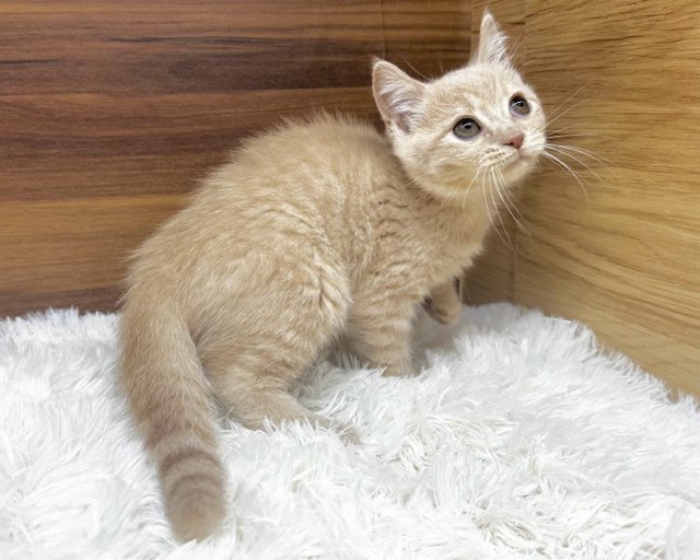 群馬県のマンチカン (かねだいペットトライアル桐生/2025年5月17日生まれ/男の子/クリームタビー)の子猫の4枚目の画像
