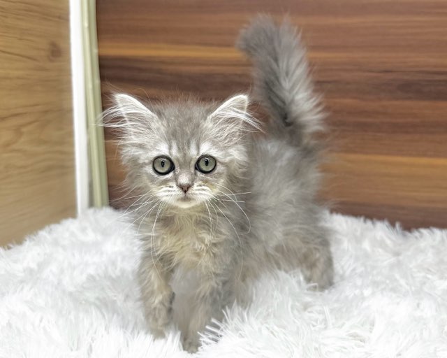 価格の安い子猫（ネコちゃん）をさがす / ペットショップ