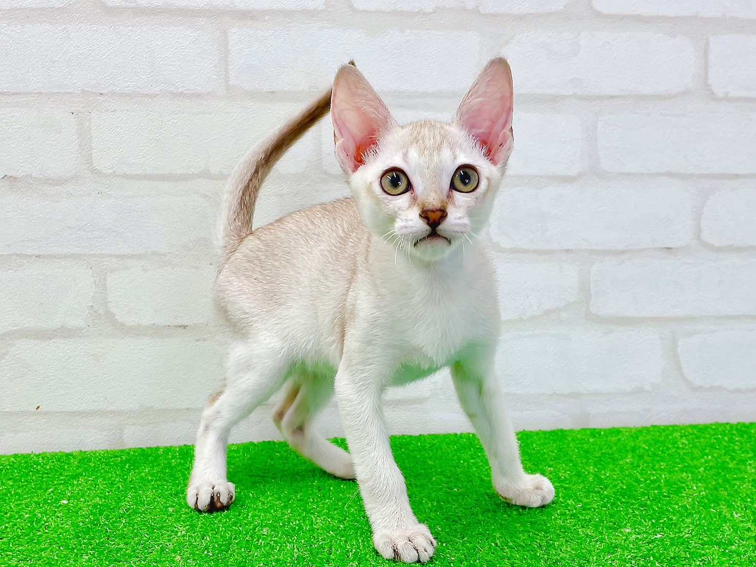 東京都のシンガプーラ (かねだい立川店/2025年5月21日生まれ/男の子/セピアアグーティ)の子猫の3枚目の画像