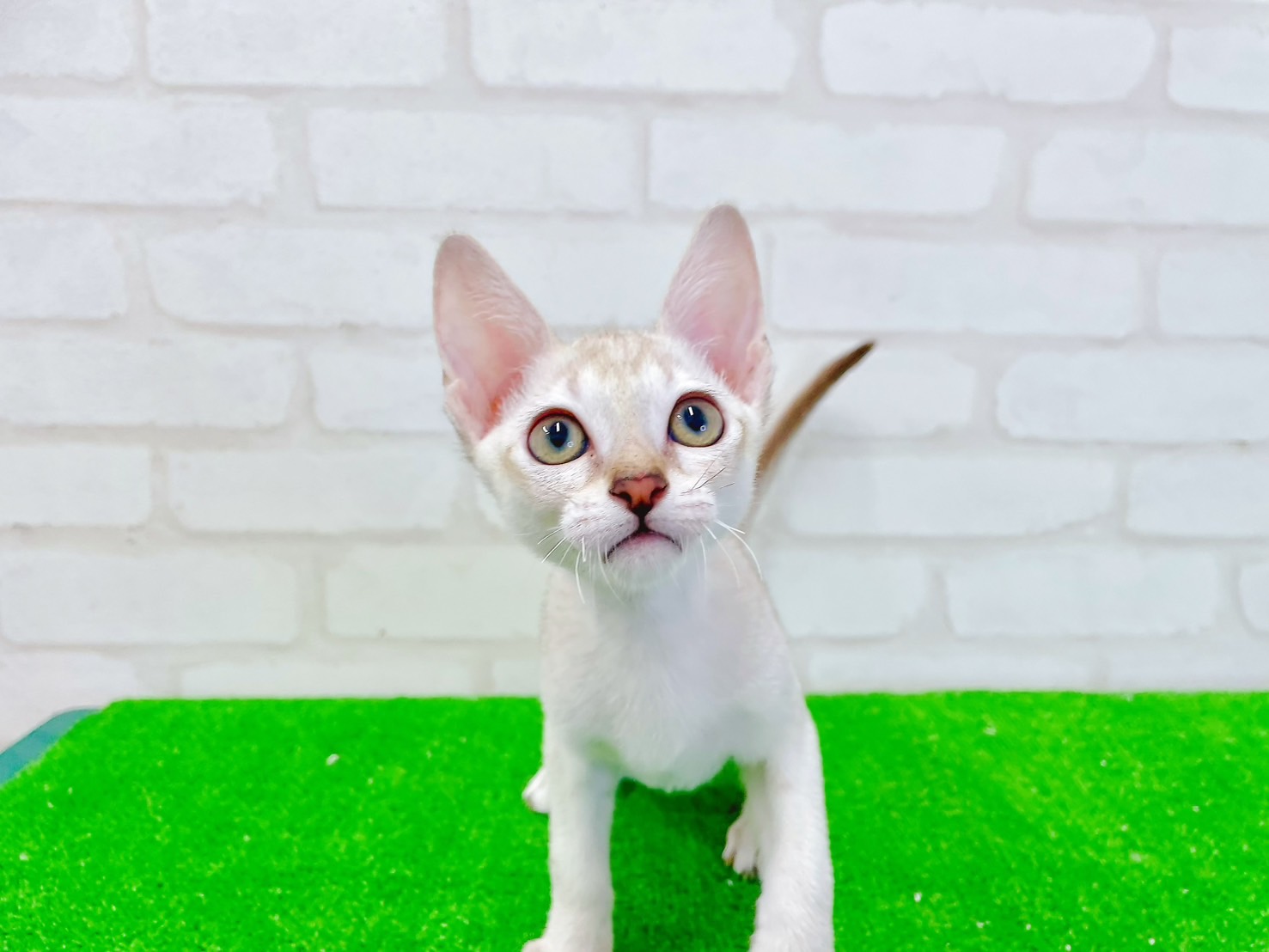 東京都のシンガプーラ (かねだい立川店/2025年5月21日生まれ/男の子/セピアアグーティ)の子猫の4枚目の画像