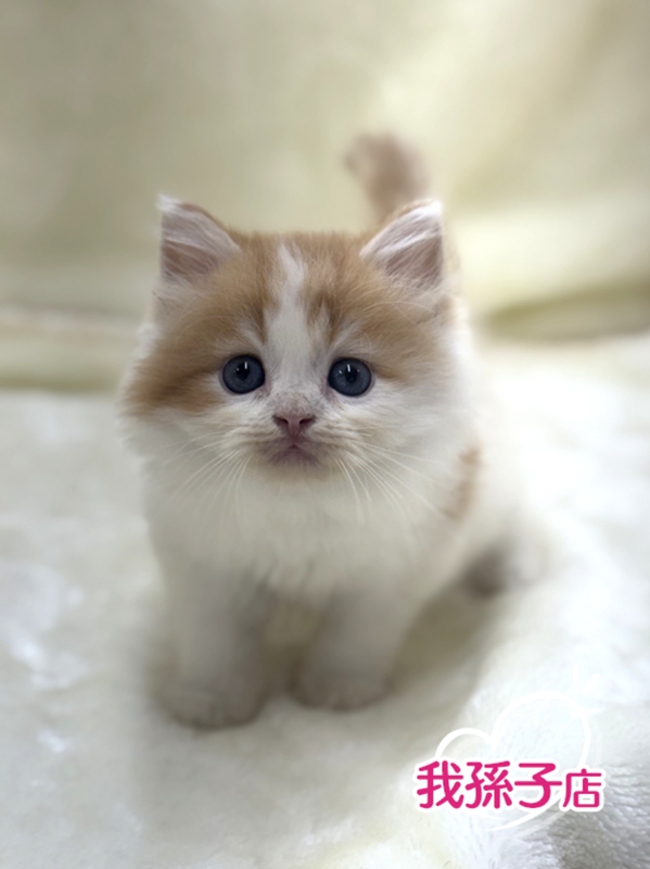 千葉県のラガマフィン (かねだい我孫子店/2025年5月24日生まれ/男の子/レッドホワイト)の子猫の1枚目の画像