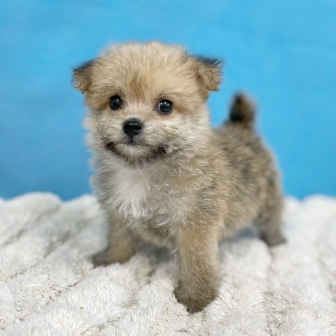 千葉県のハーフ犬・ミックス犬 (かねだい四街道店/2025年6月1日生まれ/女の子/その他色)の子犬の1枚目の画像