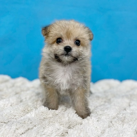 千葉県のハーフ犬・ミックス犬 (かねだい四街道店/2025年6月1日生まれ/女の子/その他色)の子犬の2枚目の画像