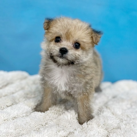 千葉県のハーフ犬・ミックス犬 (かねだい四街道店/2025年6月1日生まれ/女の子/その他色)の子犬の3枚目の画像