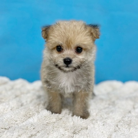 千葉県のハーフ犬・ミックス犬 (かねだい四街道店/2025年6月1日生まれ/女の子/その他色)の子犬の4枚目の画像