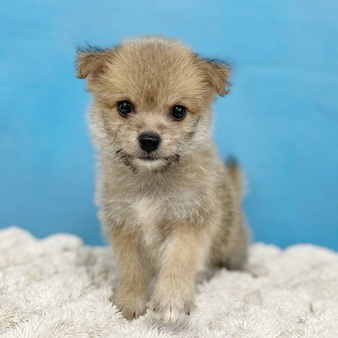千葉県のハーフ犬・ミックス犬 (かねだい四街道店/2025年6月1日生まれ/男の子/その他色)の子犬の1枚目の画像