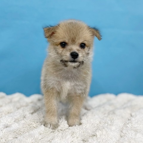 千葉県のハーフ犬・ミックス犬 (かねだい四街道店/2025年6月1日生まれ/男の子/その他色)の子犬の2枚目の画像