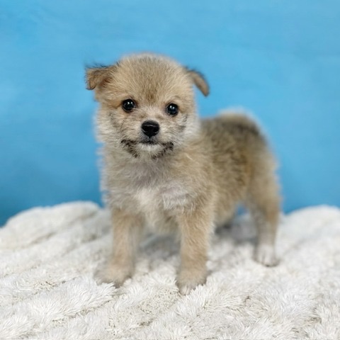 千葉県のハーフ犬・ミックス犬 (かねだい四街道店/2025年6月1日生まれ/男の子/その他色)の子犬の3枚目の画像