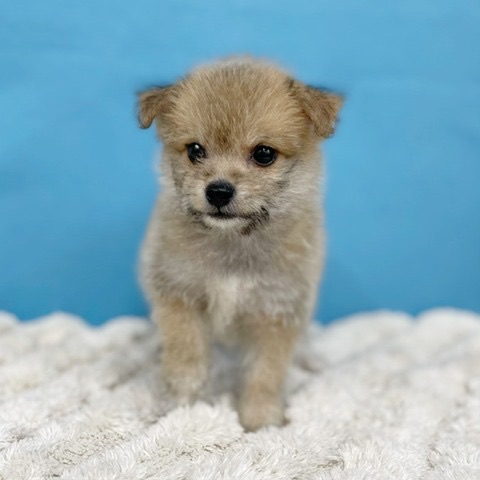 千葉県のハーフ犬・ミックス犬 (かねだい四街道店/2025年6月1日生まれ/男の子/その他色)の子犬の4枚目の画像