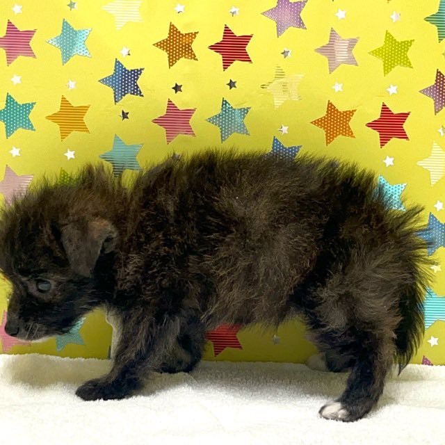 東京都のハーフ犬・ミックス犬 (かねだい足立店/2025年6月1日生まれ/女の子/その他色)の子犬の4枚目の画像