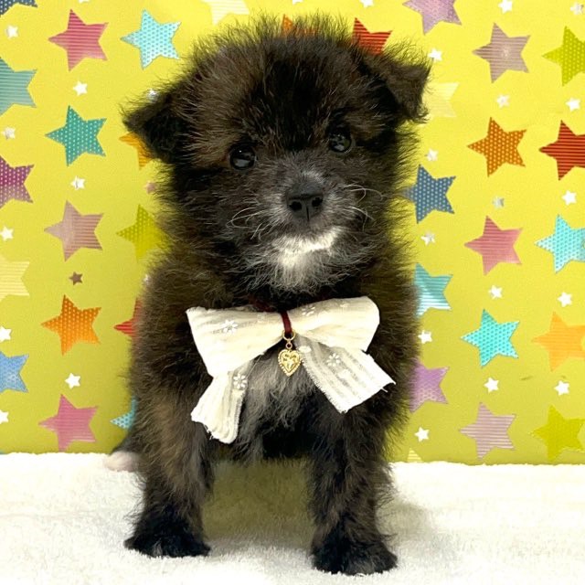 東京都のハーフ犬・ミックス犬 (かねだい足立店/2025年6月1日生まれ/女の子/その他色)の子犬の1枚目の画像