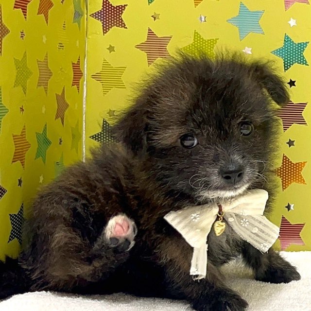 東京都のハーフ犬・ミックス犬 (かねだい足立店/2025年6月1日生まれ/女の子/その他色)の子犬の3枚目の画像