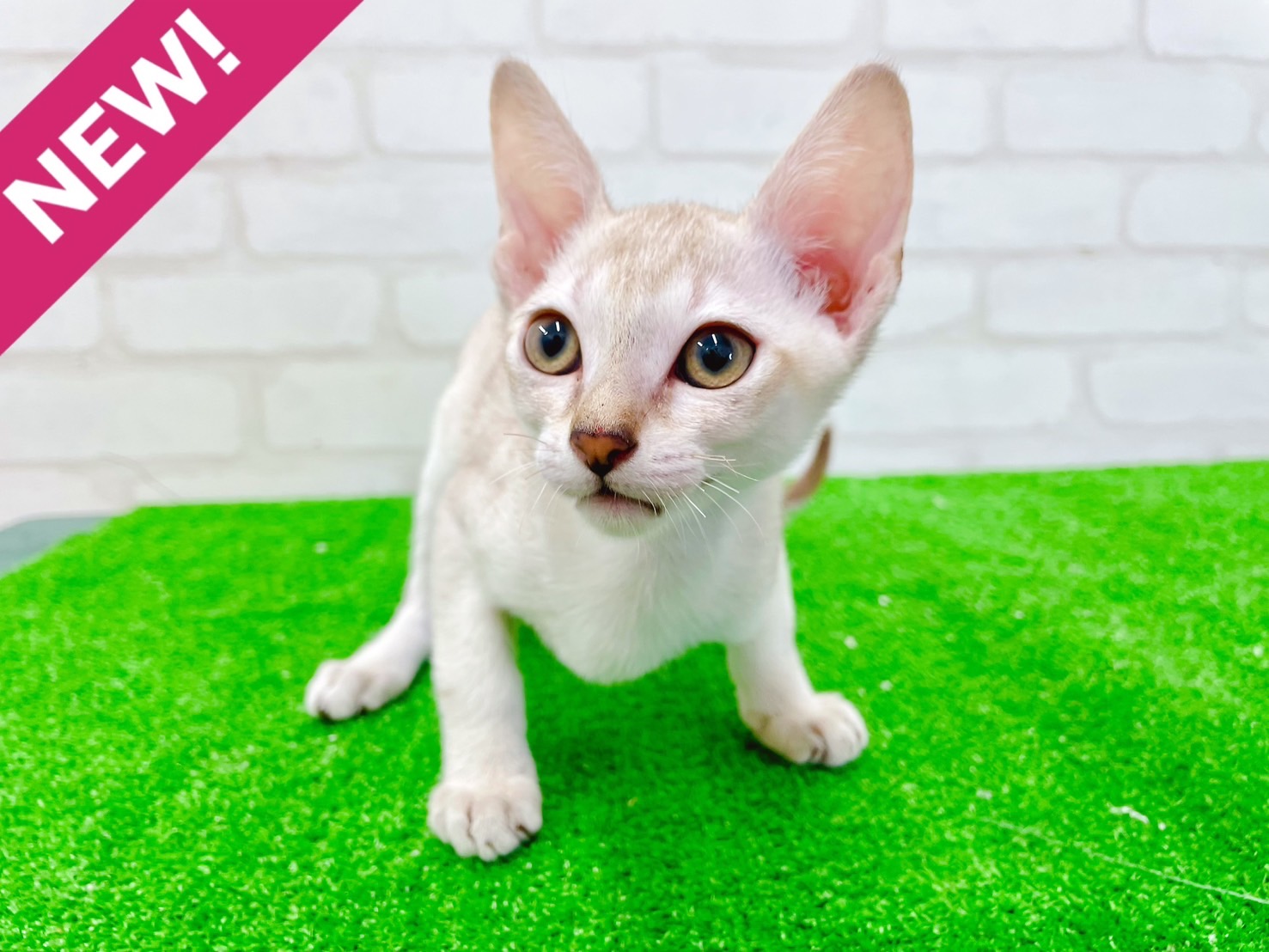 東京都のシンガプーラ (かねだい立川店/2025年5月21日生まれ/男の子/セピアアグーティ)の子猫の1枚目の画像