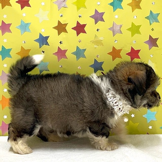 東京都のハーフ犬・ミックス犬 (かねだい足立店/2025年6月1日生まれ/男の子/フォーン)の子犬の3枚目の画像