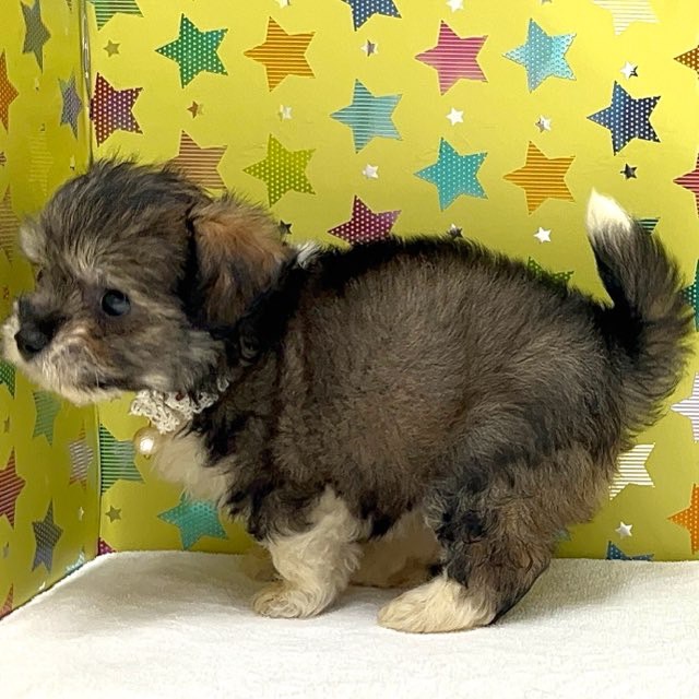 東京都のハーフ犬・ミックス犬 (かねだい足立店/2025年6月1日生まれ/男の子/フォーン)の子犬の2枚目の画像