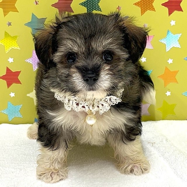 東京都のハーフ犬・ミックス犬 (かねだい足立店/2025年6月1日生まれ/男の子/フォーン)の子犬の1枚目の画像