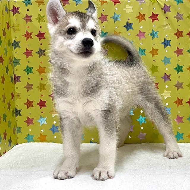 東京都のシベリアンハスキー (かねだい足立店/2025年5月31日生まれ/女の子/シルバーホワイト)の子犬の2枚目の画像