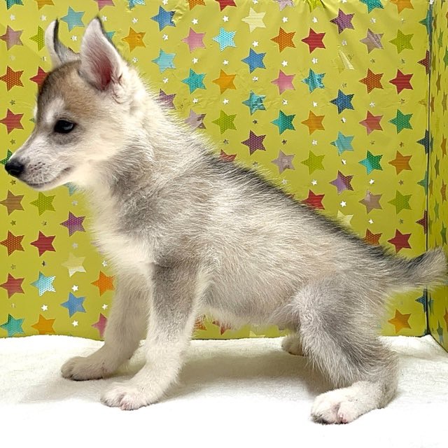 東京都のシベリアンハスキー (かねだい足立店/2025年5月31日生まれ/女の子/シルバーホワイト)の子犬の3枚目の画像