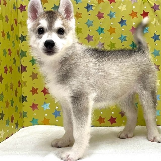 東京都のシベリアンハスキー (かねだい足立店/2025年5月31日生まれ/女の子/シルバーホワイト)の子犬の1枚目の画像