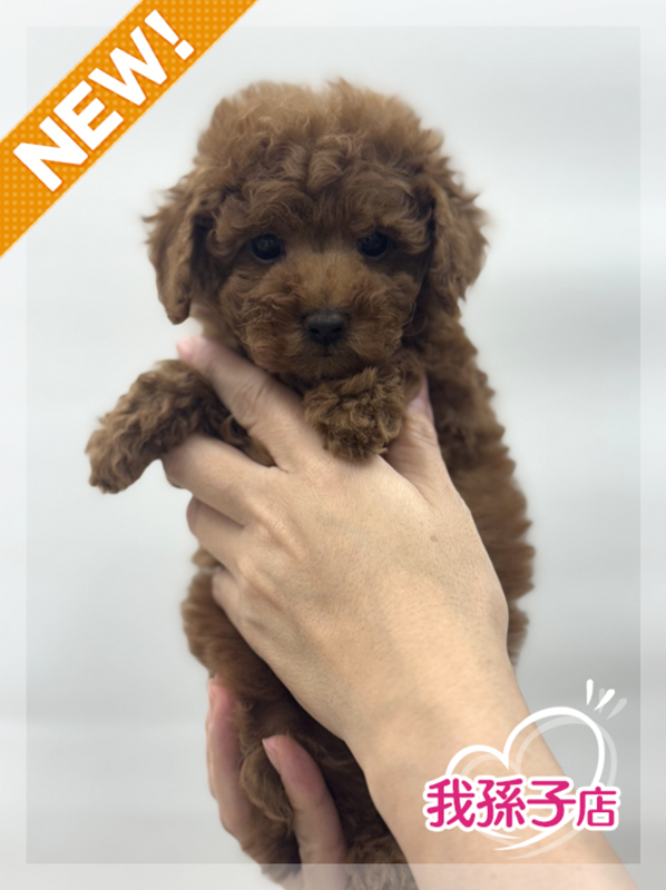 千葉県のトイプードル(トイ) (かねだい我孫子店/2025年5月29日生まれ/男の子/レッド)の子犬の1枚目の画像