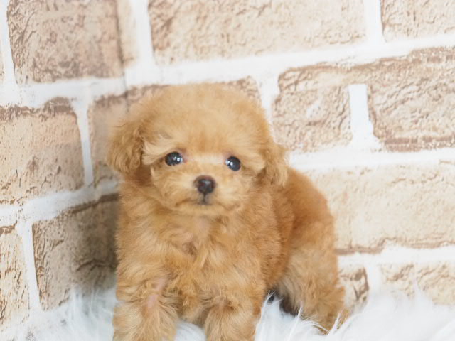 埼玉県のトイプードル(トイ) (かねだい戸田店/2025年5月28日生まれ/女の子/レッド)の子犬