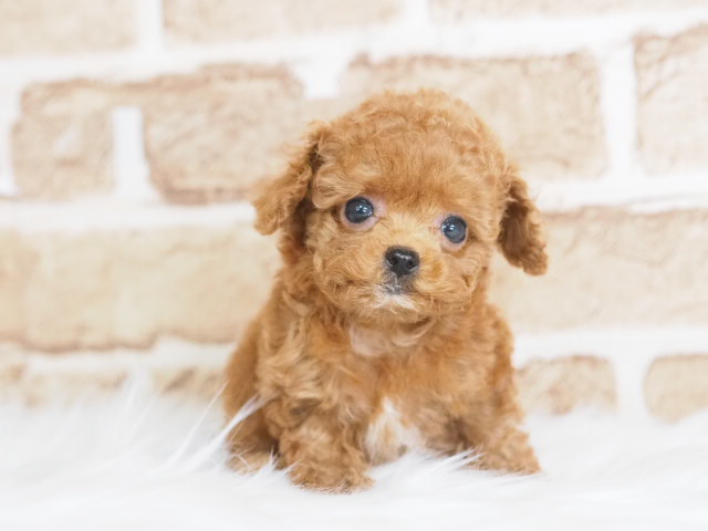 埼玉県のトイプードル(トイ) (かねだい戸田店/2025年6月1日生まれ/女の子/レッド)の子犬