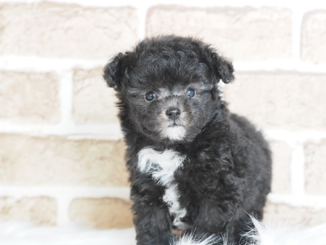 埼玉県のトイプードル(トイ) (かねだい戸田店/2025年5月30日生まれ/男の子/シルバー)の子犬